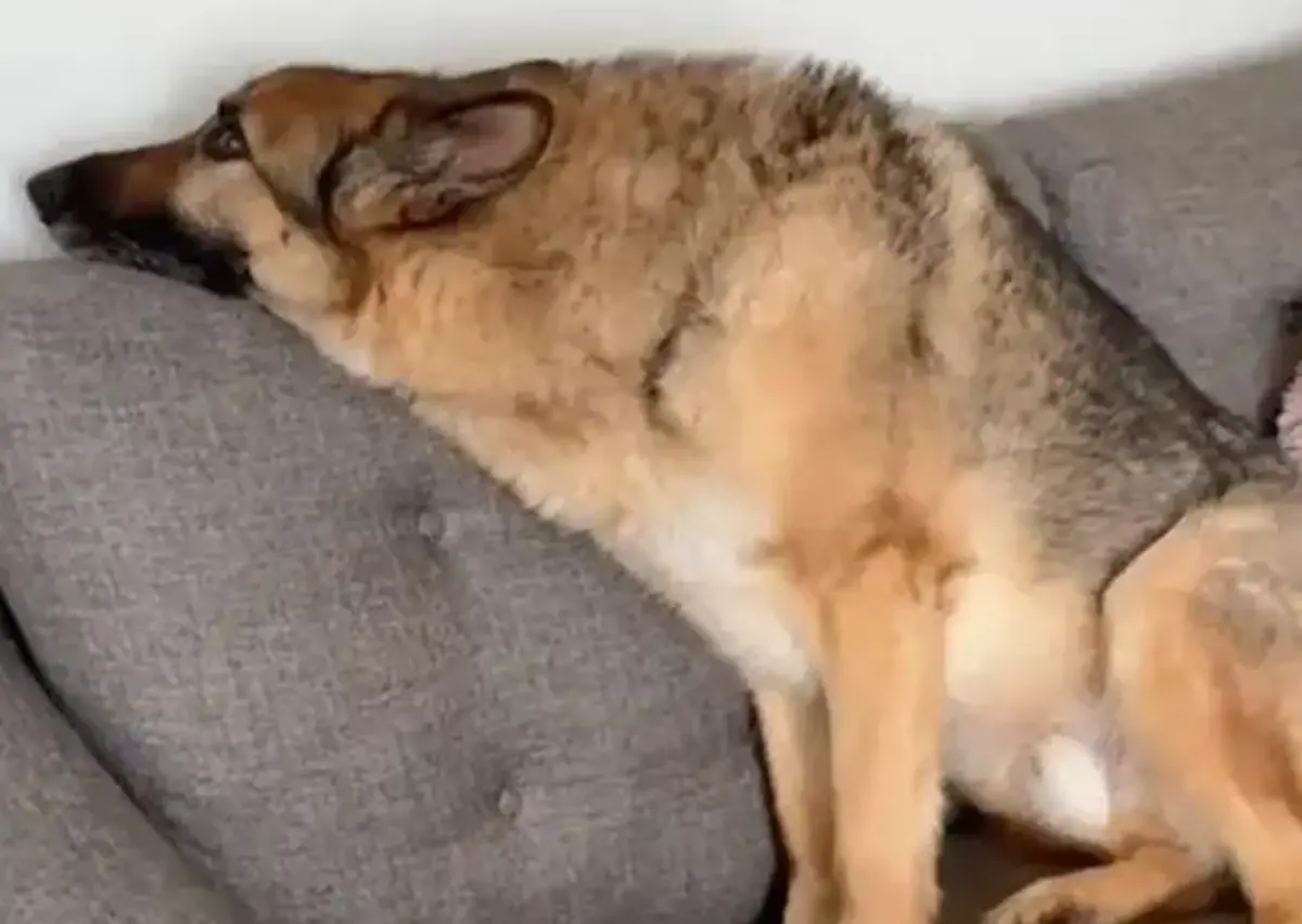 ▲一隻緝毒犬「雷霆」退休後，意外遇到昔日老戰友，竟轉頭裝不認識，全身都像在喊著「我不想回去上班！」只不過被飼主發現重逢當下，尾巴不斷開心擺動，對於老搭檔的到來還是感到開心。（圖／翻攝搜狐）