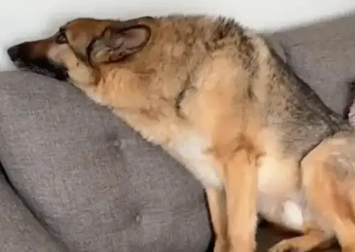 退休緝毒犬見戰友！竟轉頭裝不認識　1反應出賣牠：不想回去上班
