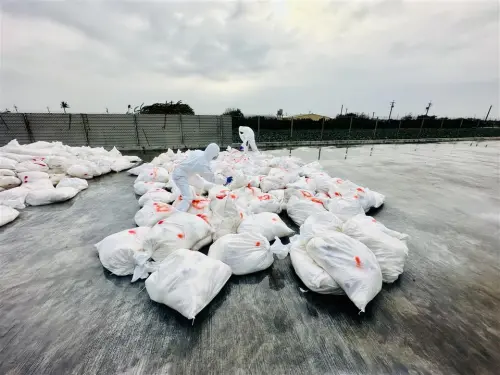 彰化爆禽流感！芳苑鄉蛋雞場有雞隻確診H5N1　緊急撲殺2.7萬隻雞
