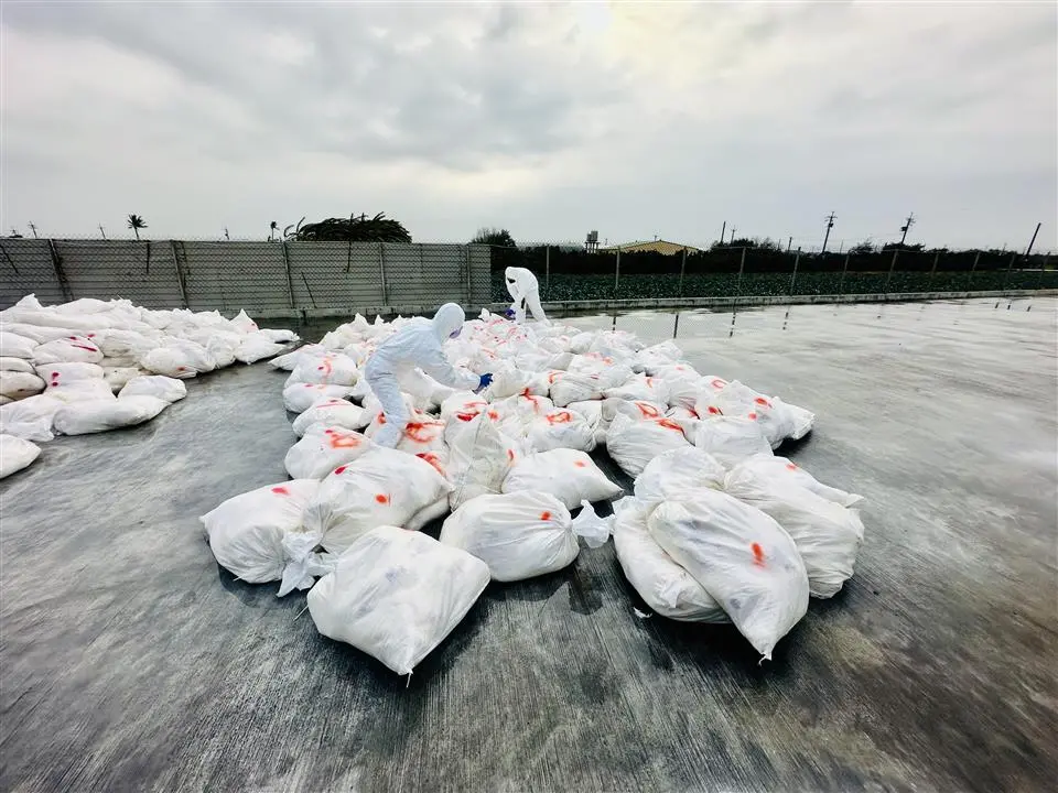 ▲彰化芳苑鄉蛋雞場撲殺清場消毒工作。（圖／彰化縣政府）