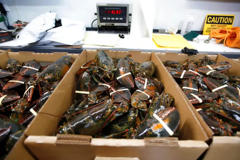 ▲美國好市多（Costco）一批價值40萬美元（約新台幣1255萬元）的活龍蝦，在送往中西部門市的途中神祕失蹤。示意圖。（圖／美聯社／達志影像）