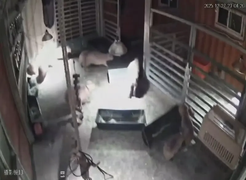 宜蘭7.0強震太晃！療癒淡定系「水豚君」也嚇到跑起來　畫面曝光