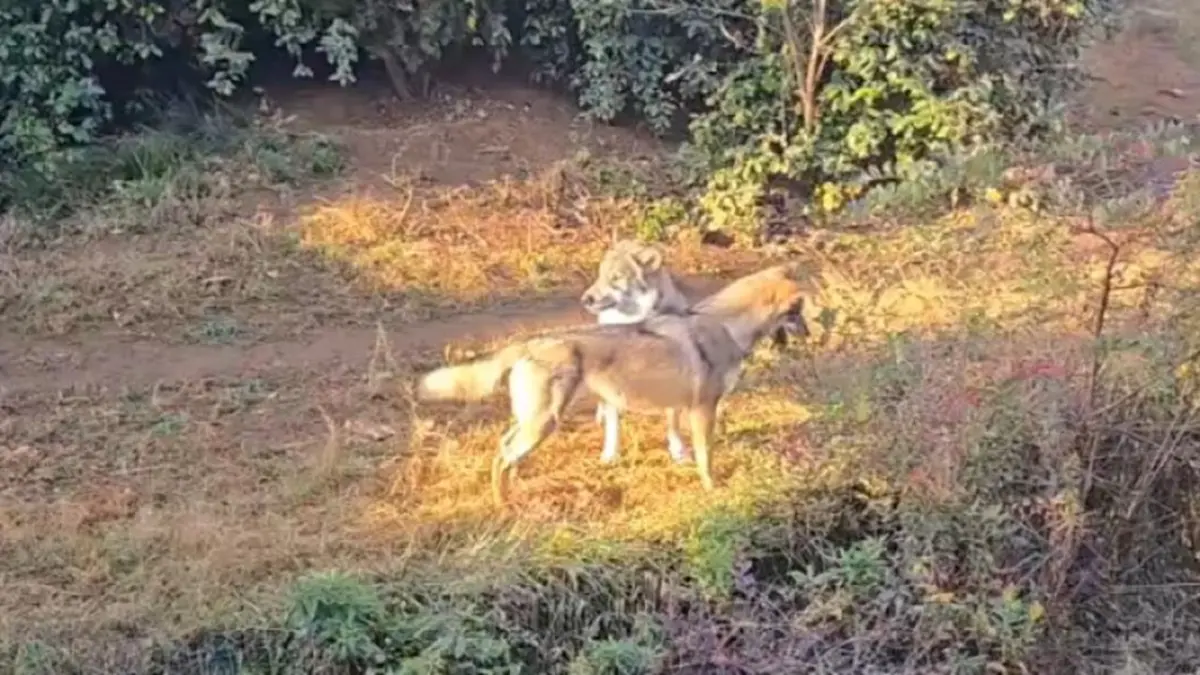 ▲日本東京日野市「多摩動物公園」28日上午發生狼隻逃脫事件。（圖／翻攝自X多摩動物公園［公式］）