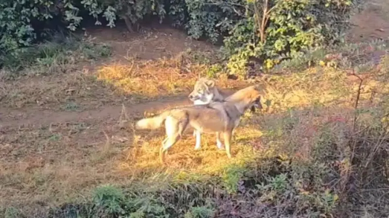 狼在園區趴趴走！東京多摩動物公園急封園圍捕　遊客緊急疏散暫避