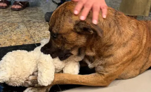 ▲這隻流浪狗不但獲得了自己的聖誕禮物，還順利有了新家，即將展開新狗生。（圖／翻攝Tiktok）