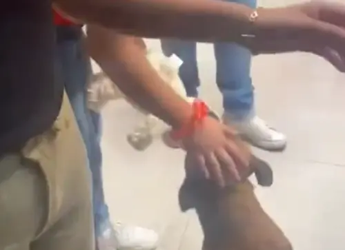 ▲日前在梅里達（Mérida）市中心的一間百貨公司內，一家玩具店正上演著店員與狗狗的「角力賽」，原因是一隻流浪狗看中了一個白色大型玩偶，在沒付錢的情況下就想直接咬走玩耍。（圖／翻攝Tiktok@gustavobaltazartrejo）