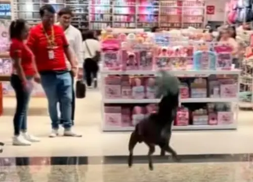 流浪狗咬走娃娃遭制止！下秒路人幫付錢買下　牠開心大跳畫面暖翻
