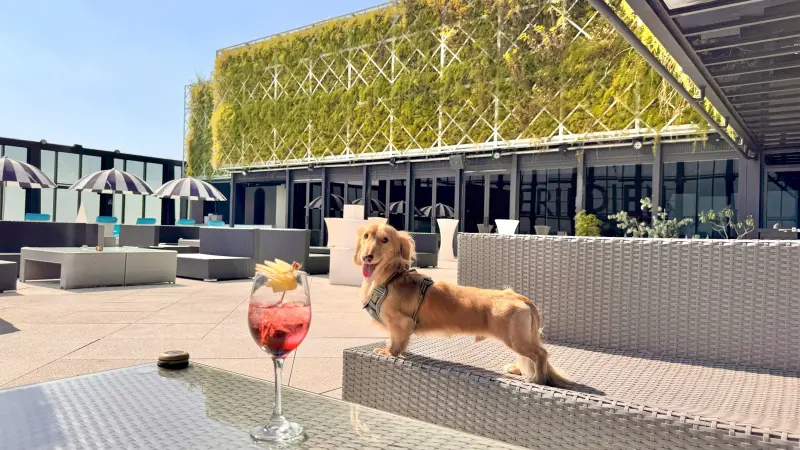 ▲台中李方艾美酒店位於 24 樓的高空酒吧 PANO 24， 同步調整為寵物友善餐廳，旅客可攜帶毛孩一同用餐，（圖／業者提供）