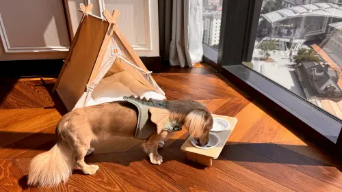 ▲李方艾美酒店特別規劃寵物友善專屬樓層，客房內備有毛孩帳篷與睡墊、玩具與備品，（圖／業者提供）