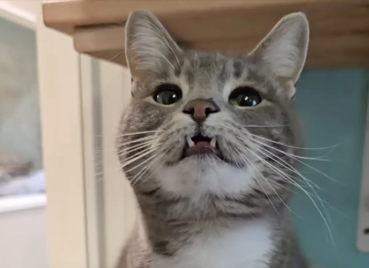 ▲美國一隻名叫科爾多瓦的小貓，性格親人乖巧，模樣像小小吸血鬼，卻待在收容所700多天，遲遲等不到家。（圖／翻攝自IG@valleyanimalcenter）