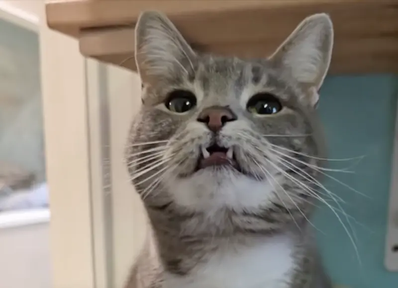 ▲美國一隻名叫科爾多瓦的小貓，性格親人乖巧，模樣像小小吸血鬼，卻待在收容所700多天，遲遲等不到家。（圖／翻攝自IG@valleyanimalcenter）