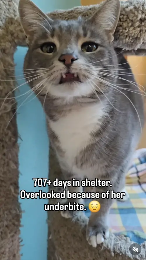 ▲（圖／翻攝自IG@valleyanimalcenter）