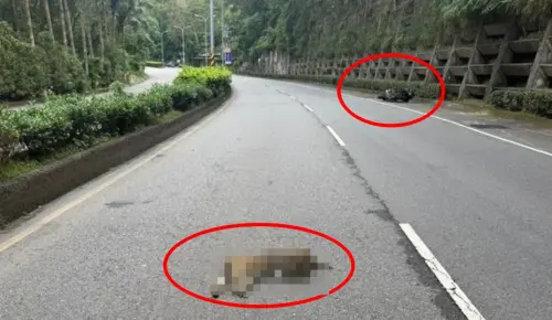 野猴突衝出馬路！新北深坑紅牌重機閃避不及　人車倒地滑行數公尺
