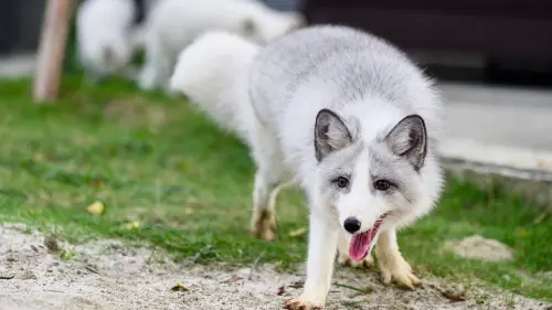 ▲「野森動物學校」打造南台灣唯一狐狸谷。（圖／高市府觀光局提供）