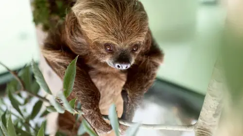 ▲「樹懶食光屋」可與樹懶共餐。（圖／高市府觀光局提供）