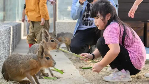 ▲在園區與迷你羊等溫馴可愛的動物們互動。（圖／高市府觀光局提供）