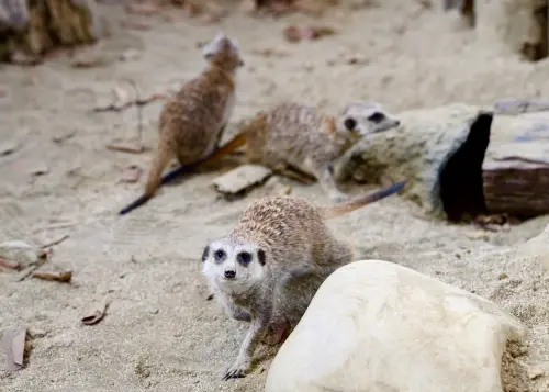 ▲高雄內門「野森動物學校」能看到可愛的狐蒙。（圖／高雄市政府）