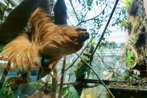 ▲野森動物學校內的「樹懶食光屋」可與樹懶共餐。（圖／高雄市政府）