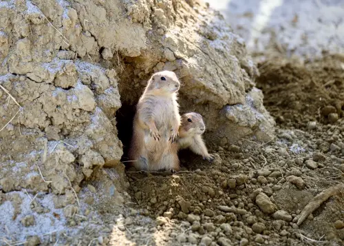 ▲野森動物學校的土撥鼠探頭期盼與大小朋友見面。（圖／高雄市政府）