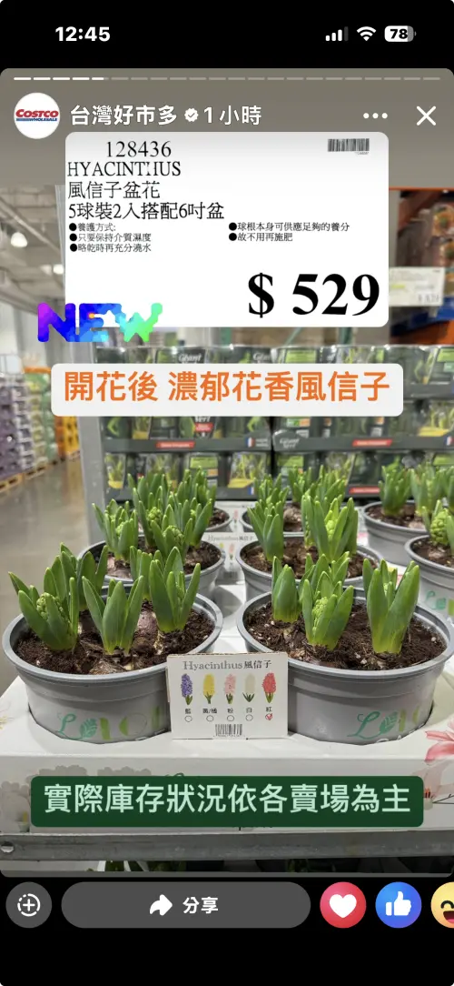 ▲風信子盆花（5球裝2入搭配6吋盆）售價529元也很受歡迎。（圖／台灣好市多臉書）