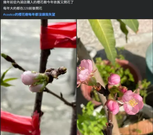 ▲會員分享幾年前買的好市多櫻花年年開花。（圖／Costco好市多 商品經驗老實說臉書）