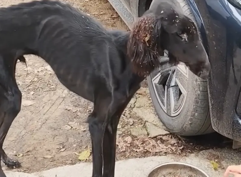 街上突然跑出「羊頭狗」超驚悚！路人嚇壞不敢接近　一知真相哭了