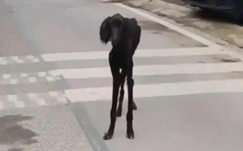 ▲從畫面中可見，這隻黑色狗狗臉相當細長，如同羊一般特別，身體則與中國細犬。（圖／Animal Love Shelter YouTube）