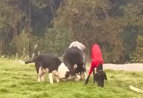 ▲狗狗接受治療後恢復過去的健康，還和其他狗狗變成朋友，重獲幸福的狗生。（圖／Animal Love Shelter YouTube）