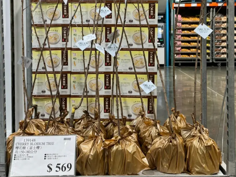 ▲被網友譽為「跨年隱藏版黑馬」的富士櫻花樹驚喜現身賣場。每株高約 150-180 公分，根部以充滿年味的金色包材包覆，售價僅 569 元。由於 CP 值極高且數量有限，往年一上架常引發會員搶購熱潮。（圖／民眾提供）