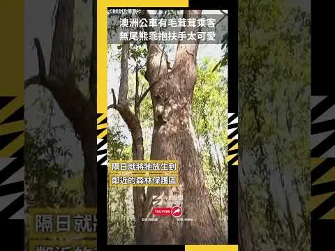 澳洲公車有毛茸茸乘客 無尾熊乖抱扶手太可愛｜NOWNEWS