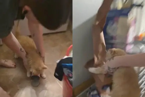 搗蛋橘貓踢到鐵板！闖禍被主人逼「收拾殘局」　小掌親撿垃圾笑翻
