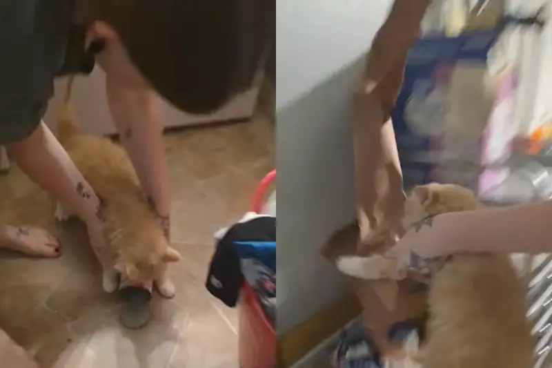 搗蛋橘貓踢到鐵板！闖禍被主人逼「收拾殘局」　小掌親撿垃圾笑翻