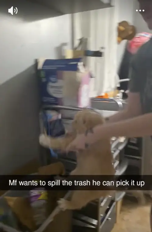 ▲（圖／翻攝自TikTok@imbrysxn）