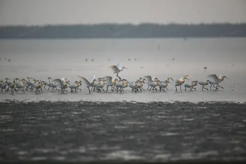 ▲雲嘉南管理處舉辦的賞鳥影片短影音攝影競賽，已熱烈徵稿中，歡迎鳥友踴躍投稿，圖為黑面琵鷺行軍覓食。（圖／雲嘉南管理處提供）