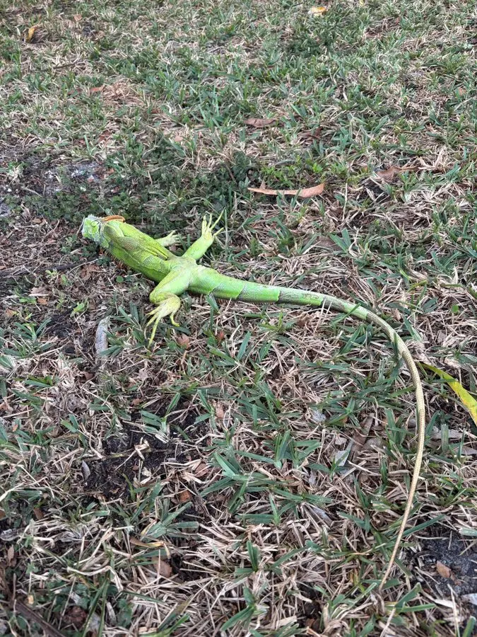 ▲美國佛州近日寒流來襲，氣溫降至攝氏零下4度，氣象學家PO出綠鬣蜥被凍僵、從樹上掉下來的照片。（圖／翻攝自Ｘ／@MattDevittWX）