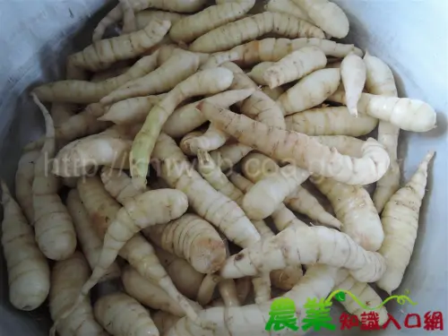 ▲根據農業知識入口網資料，葛鬱金屬於薑科植物，別名包含竹芋、粉薯、金筍、太白筍等，早年隨著中國移民傳入台灣。（圖／翻攝自農業知識入口網kmweb.moa.gov.tw）