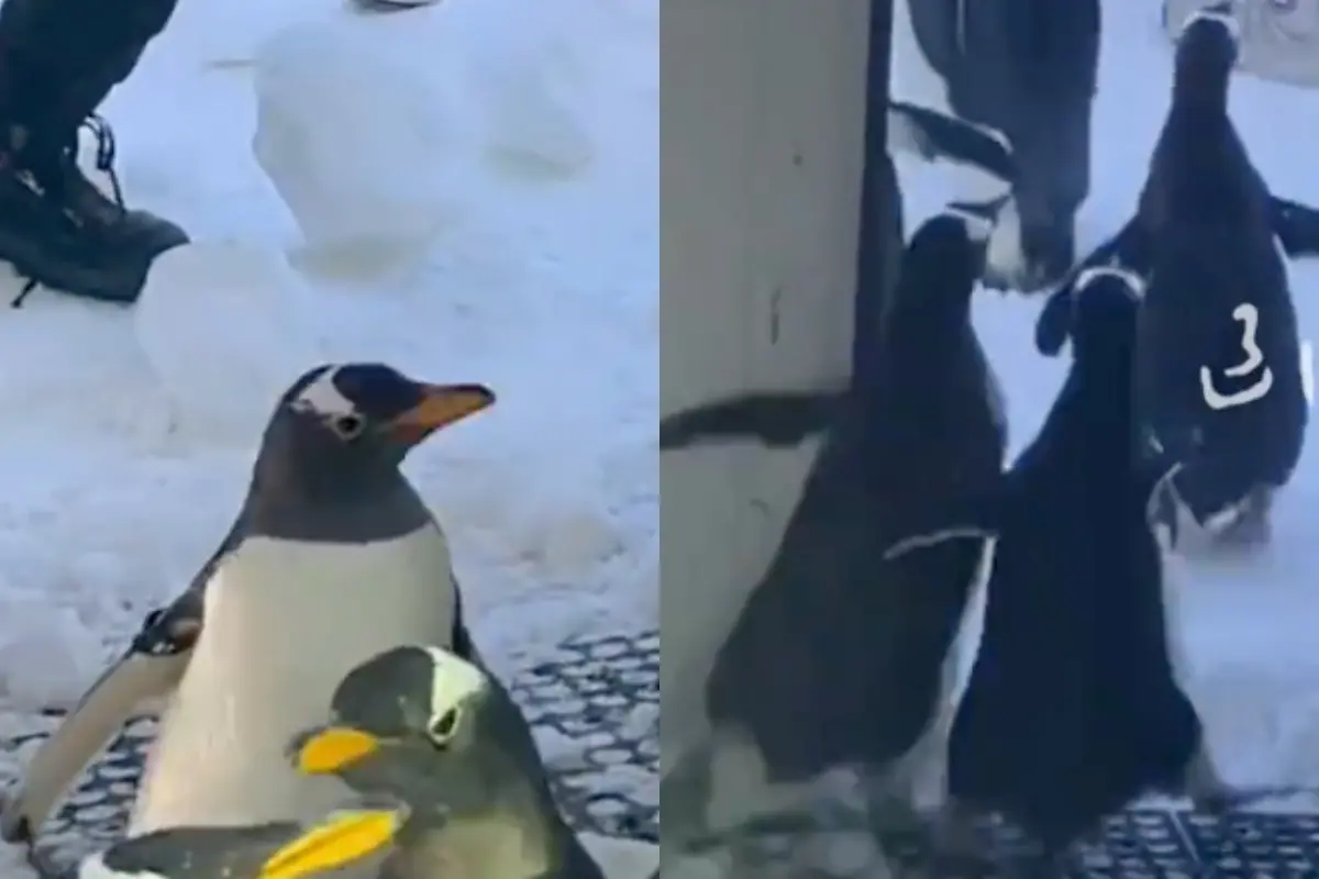 ▲中國鳥島公園近日意外上演一場「可愛失控」的畫面，園內企鵝在看到滿地白雪後情緒瞬間被點燃，原本待在室內的牠們一見大門開啟，立刻集體衝出，在雪地中狂奔亂跑。（圖／翻攝自微博）