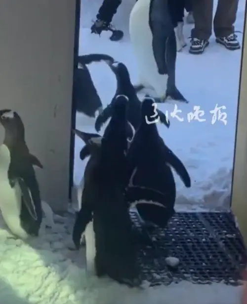 ▲（圖／翻攝自微博）