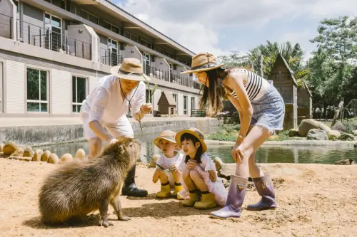 ▲關西六福莊最新住房專案，集結最受歡迎的動物體驗：河馬、斑馬、非洲大羚羊、美洲野牛、狐獴與圖中的福豚（水豚）共六種動物生態體驗遊程，讓大小朋友們能近距離接觸動物。（圖／翻攝關西六福莊官網www.leofooresort.com.tw/zh-TW/）