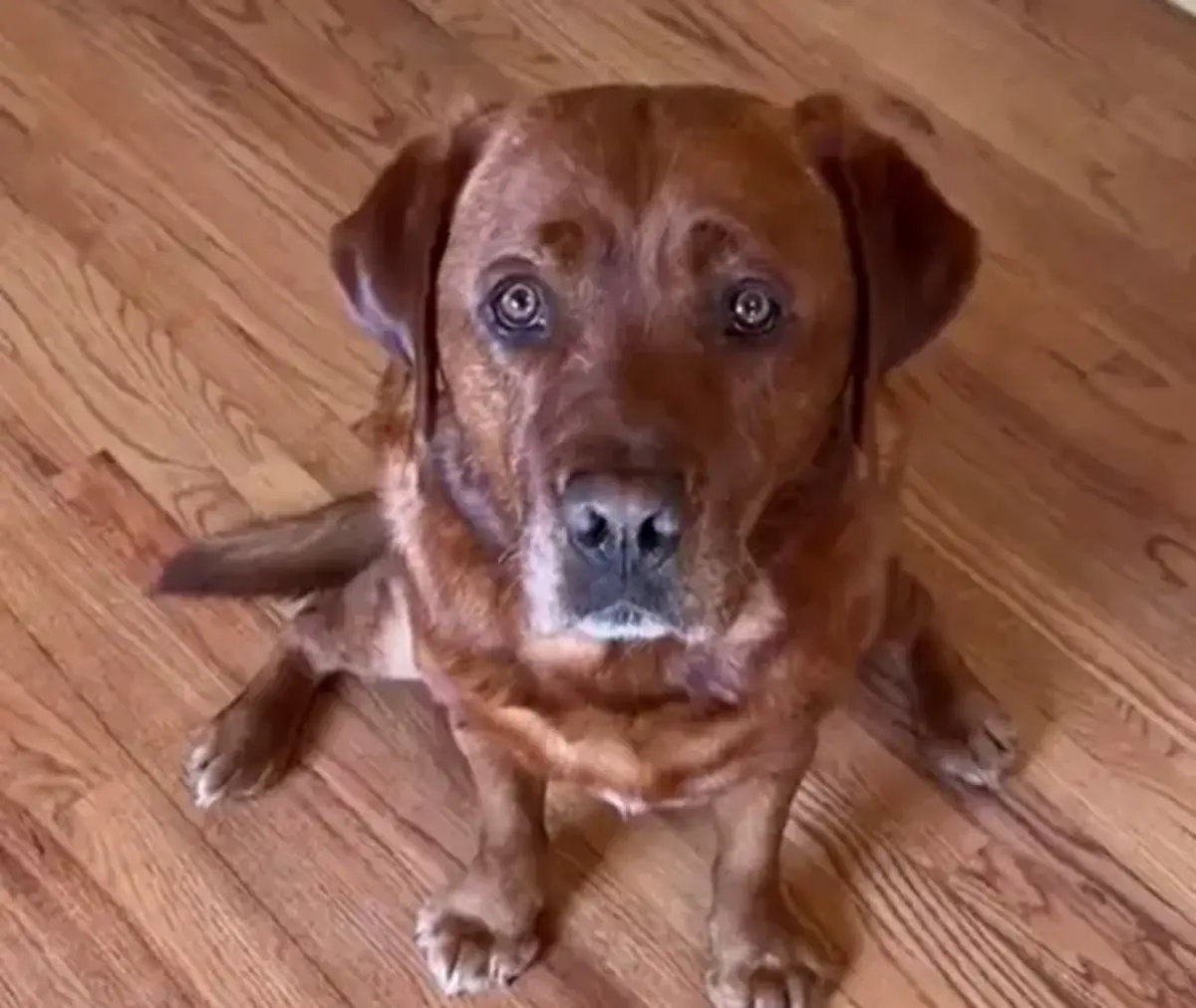 ▲國外有隻名叫里歐（Leo）的狗狗，從小開始受訓將成為服務犬，沒想到最終卻被評定不合格，退訓原因竟是太聰明。（圖／翻攝搜狐）