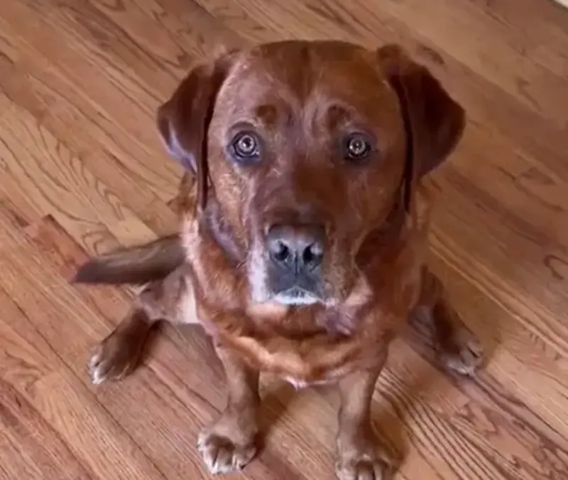 狗狗考服務犬「太聰明被學校開除」！飼主養1年終於懂了：沒騙人