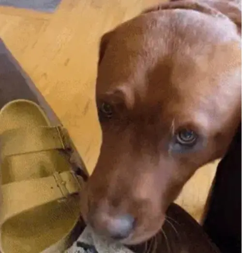 ▲某次里歐想出門散步，馬上把主人的鞋子與襪子叼到他面前，展現「我幫你準備好了」的態度。（圖／翻攝搜狐）