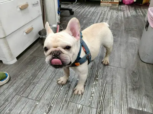 ▲新北市動保處近期就接獲樹林區民眾通報拾獲1隻法鬥犬，飼主經通知仍未領回，且該犬隻未完成絕育、1年內狂犬病疫苗注射，該名飼主11萬元罰鍰。（圖／新北市政府動物保護防疫處）