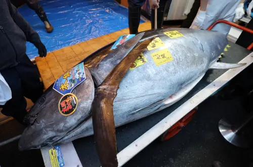 史上最貴！東京豐洲市場黑鮪魚新年首競標　一尾破1億元刷新紀錄
