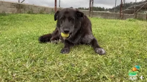 流浪黑狗太愛撿球！被球場升正職：11年準時上班　還有專屬辦公室
