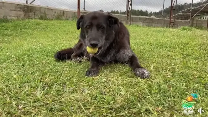 ▲哥倫比亞一隻名叫羅傑的流浪狗，意外走進公共網球場後，自告奮勇在場內撿球，一做就是11年，不僅每天準時報到，還被球隊正式聘為撿球員。（圖／翻攝自臉書粉專「Inder Guarne」）