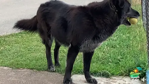 ▲（圖／翻攝自臉書粉專「Inder Guarne」）