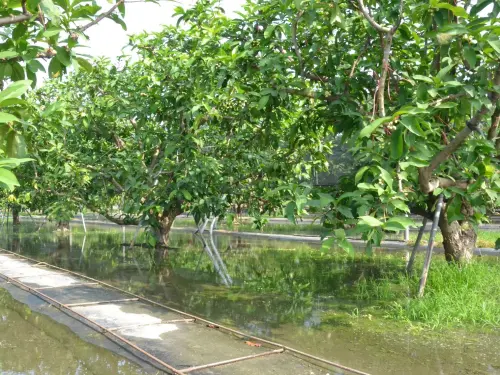 ▲蓮霧園於寒流來襲時可淹灌地下水維持根溫。（圖／高雄農改場）