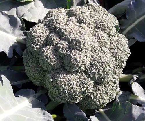 ▲農業部農糧署表示，近期台灣花菜價格下滑，主要是因為12月中旬市場價格略跌，主因受去年風災及豪雨影響，農民延後種植，加上12月氣候溫暖少雨，導致產期重疊、集中採收。（圖／農糧署afa.gov.tw）