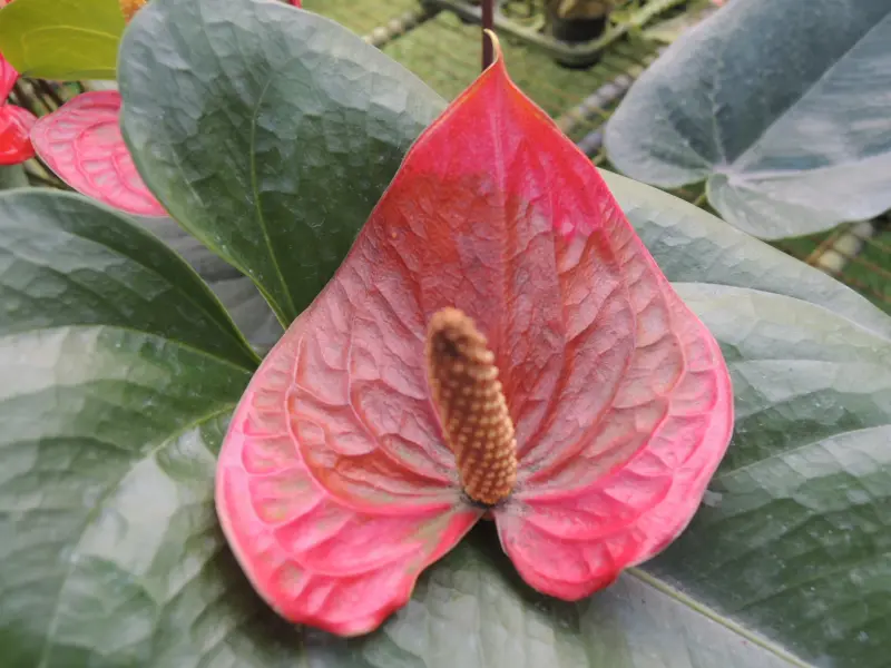 ▲火鶴花苞片經歷低溫後產生褐化損傷。（圖／高雄農改場）